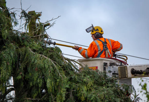 How Our Tree Care Process Works  in  Vidor, TX