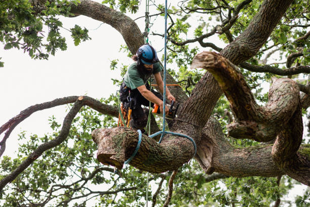 Professional Tree Services in Vidor, TX