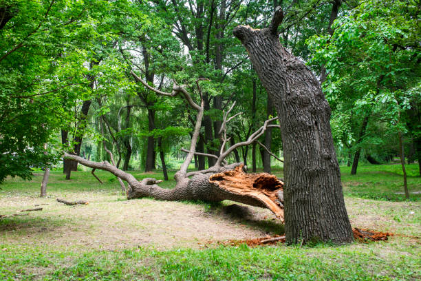 Best Tree Risk Assessment  in Vidor, TX