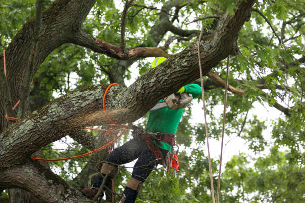 Best Tree Mulching  in Vidor, TX